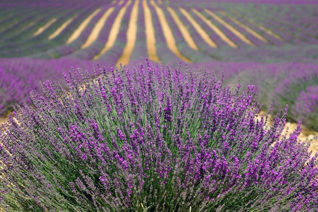 Impression Du Sud Gite 1 Saint-Rémy-de-Provence Eksteriør billede